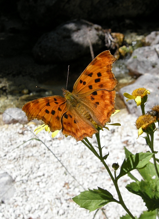 Polygonia c-album